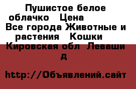 Пушистое белое облачко › Цена ­ 25 000 - Все города Животные и растения » Кошки   . Кировская обл.,Леваши д.